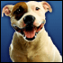 Staffordshire Terrier.gif